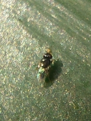 Ulidiidae