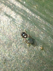 Ulidiidae