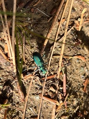 Cicindela purpurea