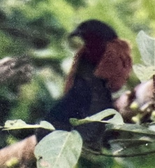 Centropus sinensis