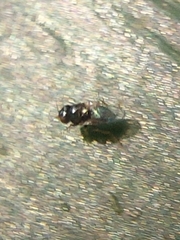 Ulidiidae