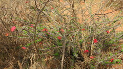 Euphorbia milii