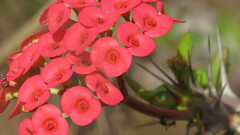 Euphorbia milii