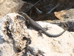 Dalmatolacerta oxycephala