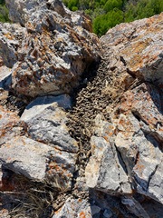 Marmota flaviventris