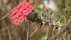 Euphorbia milii