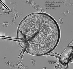 Actinocyclus octonarius