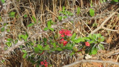 Euphorbia milii