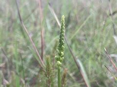 Microtis unifolia