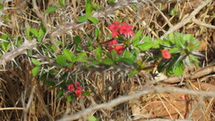 Euphorbia milii
