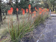 Kniphofia