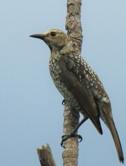 Sericulus chrysocephalus