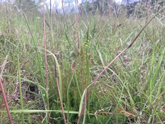 Microtis unifolia