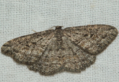 Zermizinga sinuata
