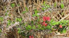 Euphorbia milii