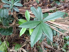 Daphnopsis philippiana