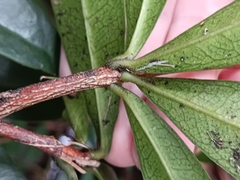 Daphnopsis philippiana