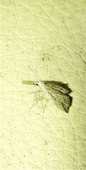Trigonistis asthenopa