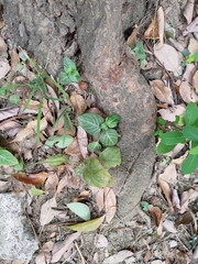 Lepidagathis inaequalis