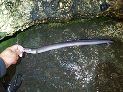 Conger oceanicus