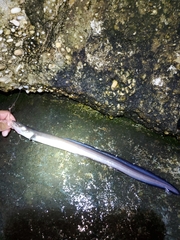 Conger oceanicus