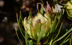 Protea scolymocephala