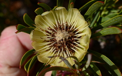 Protea scolymocephala