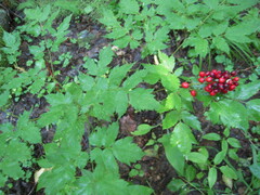 Actaea erythrocarpa