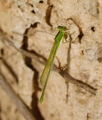 Ischnura pruinescens