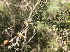 Melaleuca acuminata