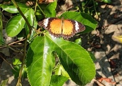 Cethosia cyane