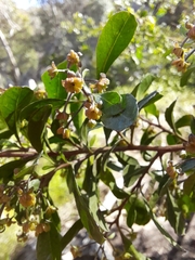 Dodonaea viscosa spatulata