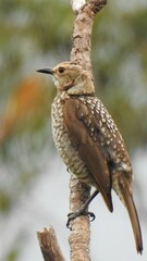 Sericulus chrysocephalus