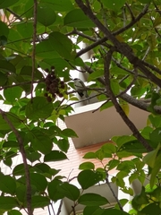 Pycnonotus sinensis formosae