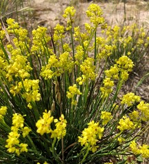 Glischrocaryon behrii