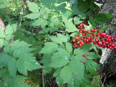 Actaea erythrocarpa