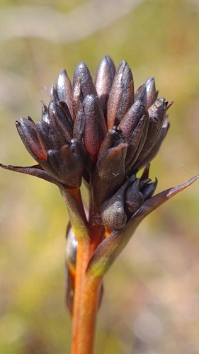 Haemodorum planifolium (Haemodorum planifolium)