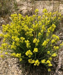 Glischrocaryon behrii