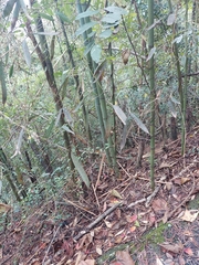 Phyllostachys makinoi
