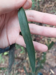 Phyllostachys makinoi