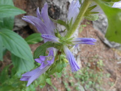 Campanula spicata