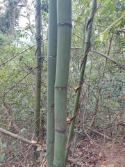 Phyllostachys makinoi