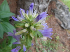Campanula spicata