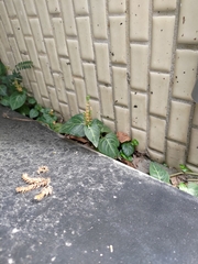 Lepidagathis inaequalis