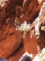 Actinotus schwarzii