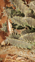 Huernia