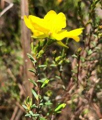 Hibbertia devitata