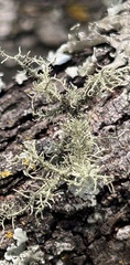 Usnea subfloridana