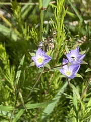 Veronica gracilis