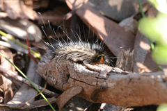 Anthela rubeola
